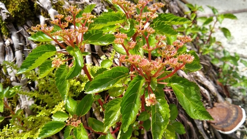 Image of Laportea ruderalis by no rights reserved