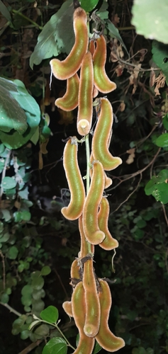 Foto de Pó-de-mico