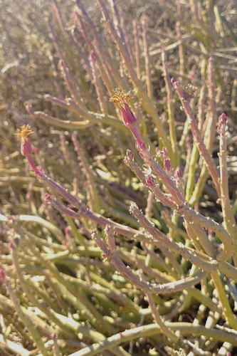 Image of Kleinia anteuphorbium by no rights reserved