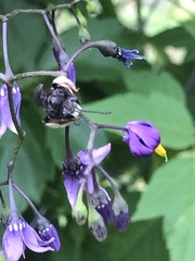 Melissodes bimaculatus