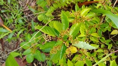 Laportea ruderalis