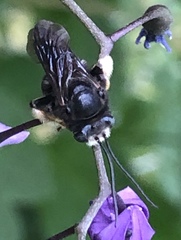 Melissodes bimaculatus