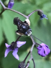 Melissodes bimaculatus