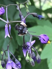 Melissodes bimaculatus