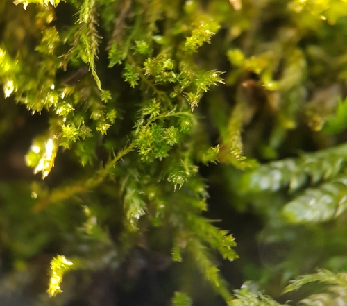 Image of Flat-Brocade Moss (Platygyrium repens) by no rights reserved