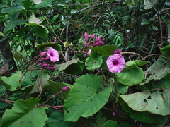 Ipomoea philomega