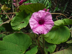 Ipomoea philomega