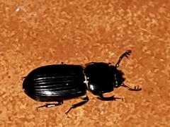 Odontotaenius