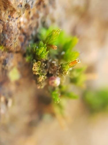Image of Orthotrichum tenellum by no rights reserved