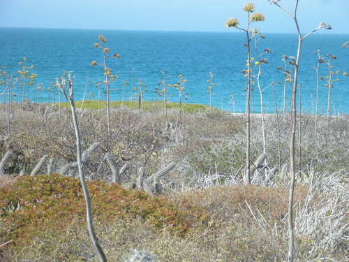 Agave margaritae