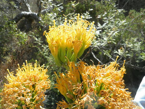 Agave margaritae