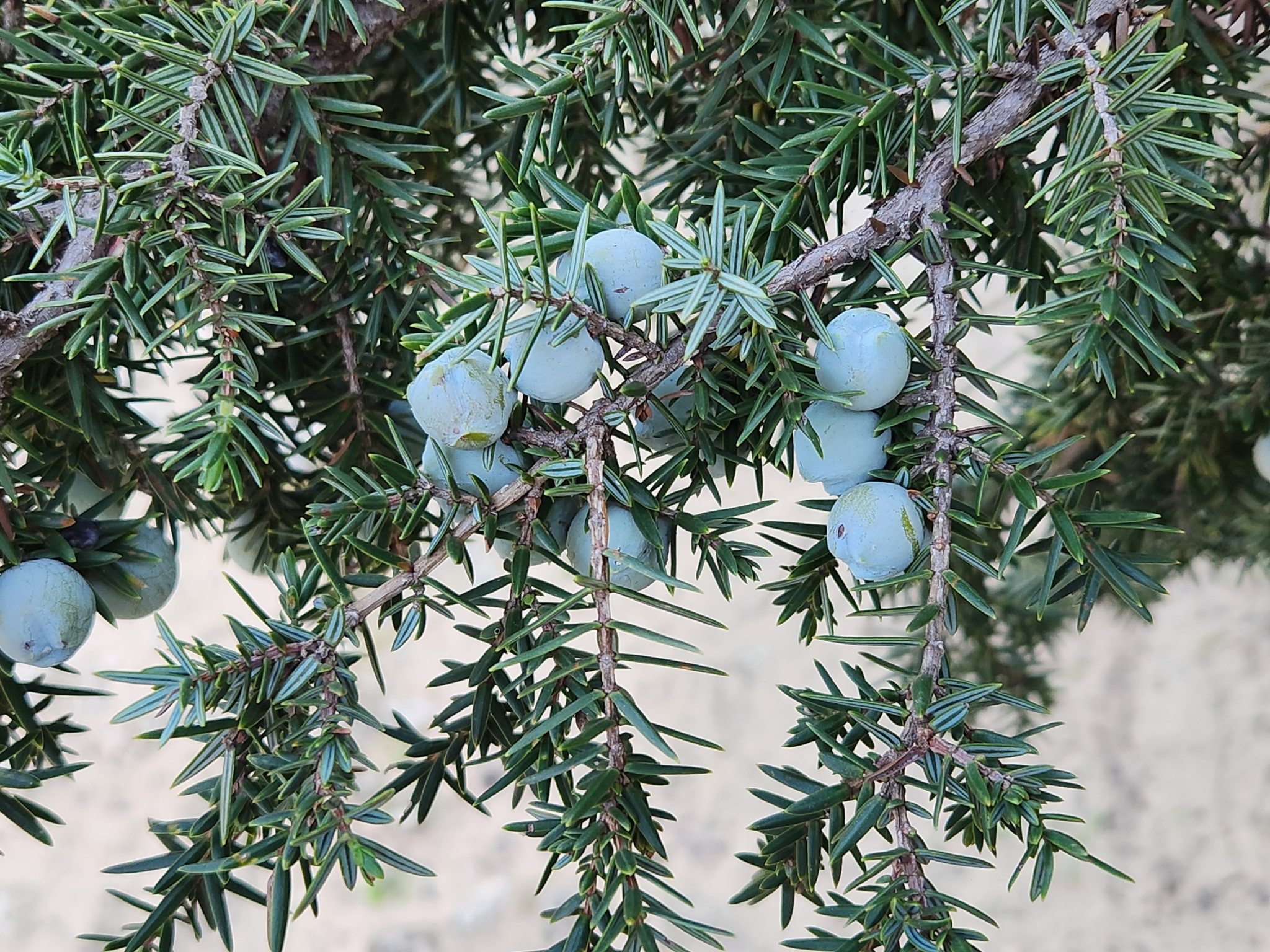 Imagem de Cedro-do-mato