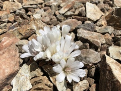 Lewisia kelloggii