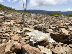 Lewisia kelloggii