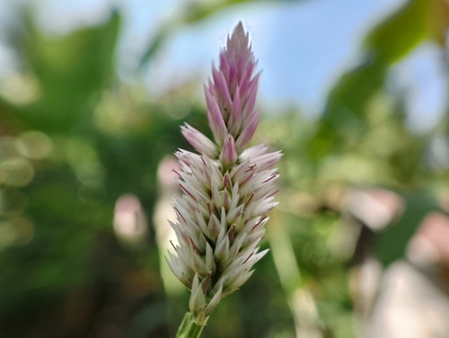 Celosia argentea