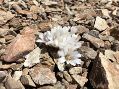 Lewisia kelloggii