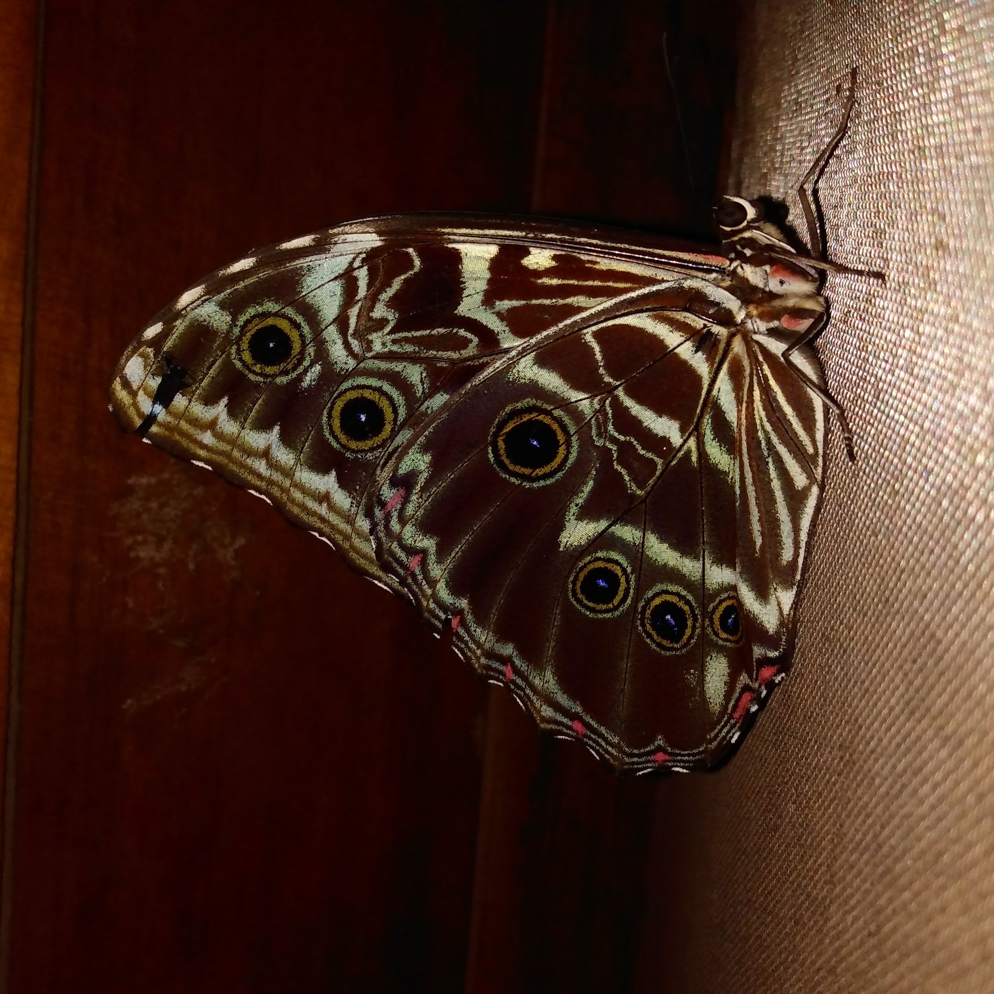 Scarce Morpho (Morpho deidamia) · iNaturalist