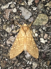 Lophocampa mixta