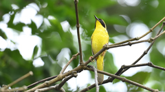 Geothlypis flavovelata