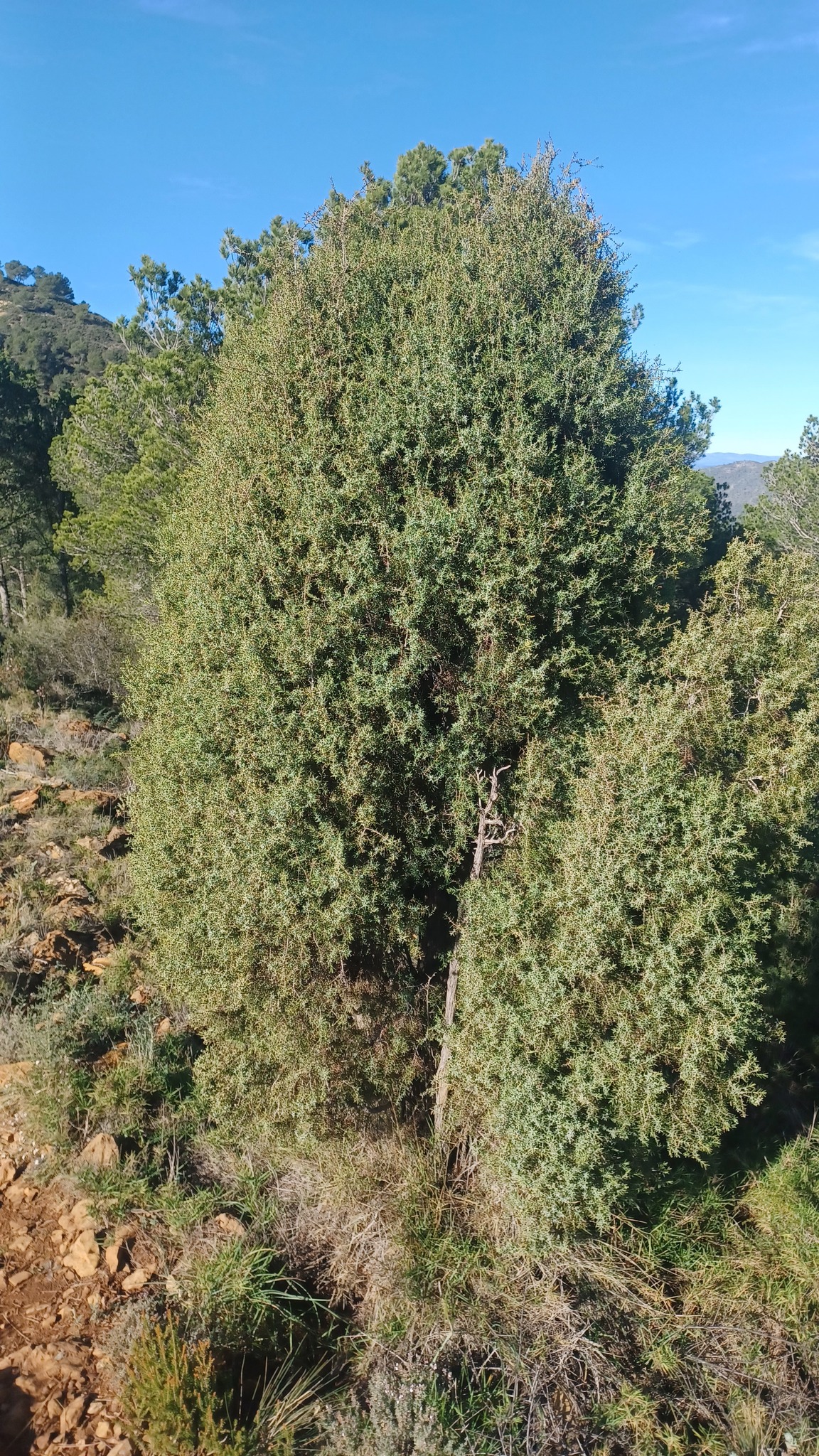 Imagem de Cedro-do-mato