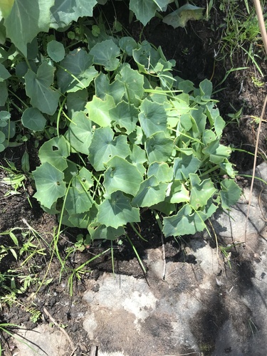 Foto de Peixinho-da-horta