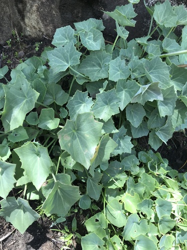 Foto de Peixinho-da-horta