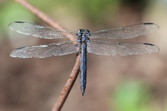 Libellula vibrans