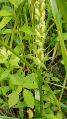 Platanthera huronensis