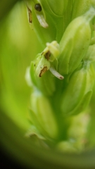 Platanthera huronensis