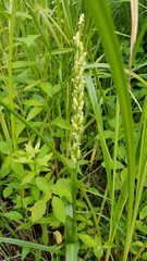 Platanthera huronensis