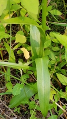 Platanthera huronensis