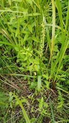 Platanthera huronensis
