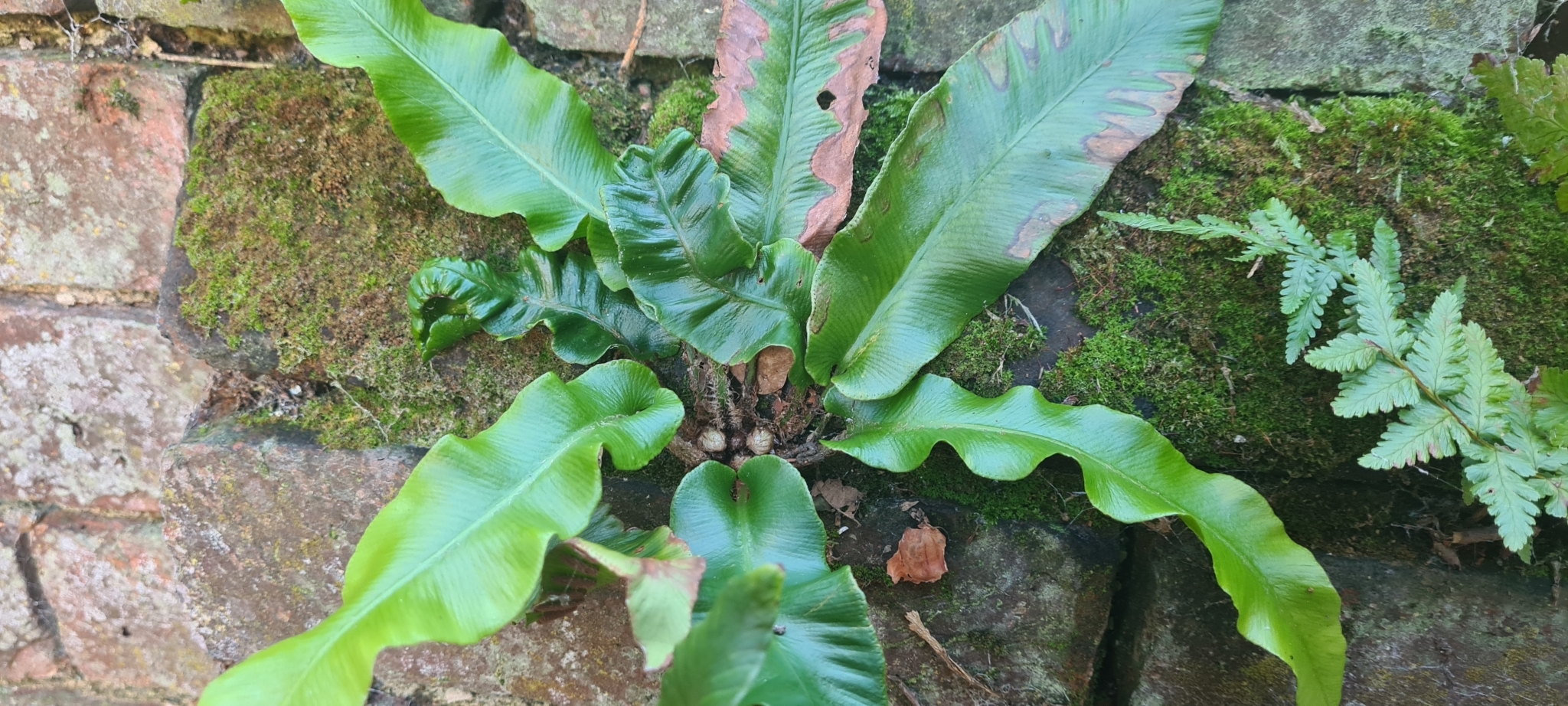 Imagem de Língua-de-veado