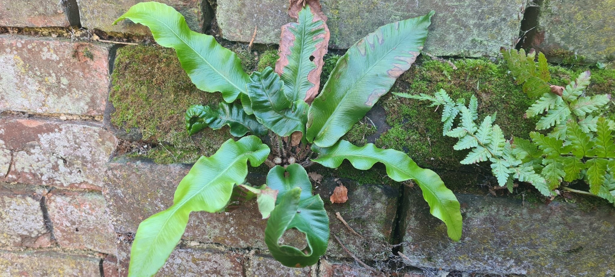 Imagem de Língua-de-veado