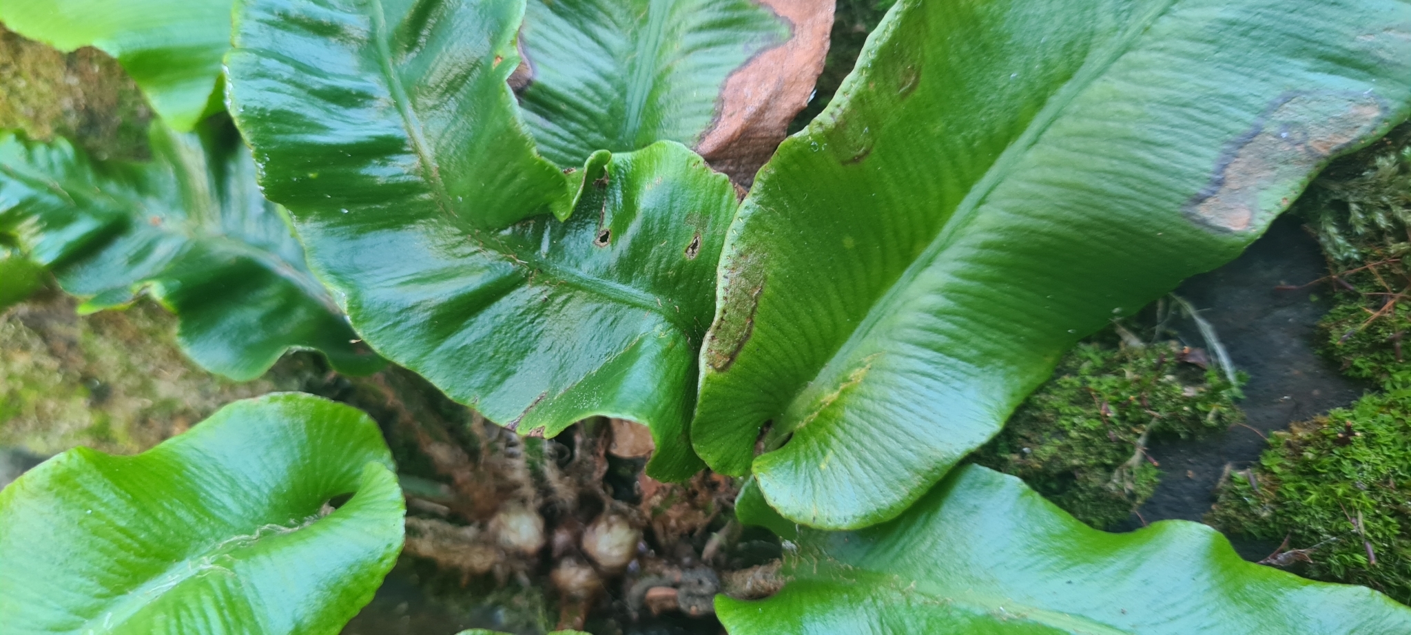 Imagem de Língua-de-veado