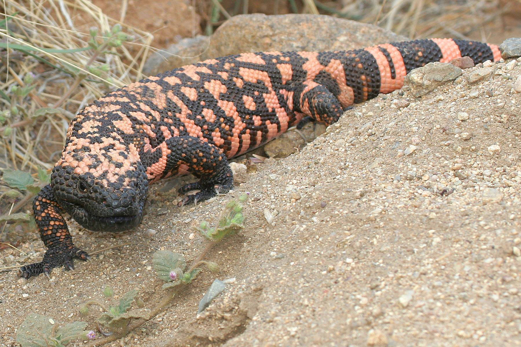 Gila Monster Heloderma suspectum