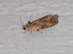 Olethreutes permundana