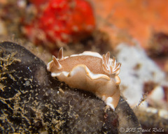 Glossodoris rufomarginata