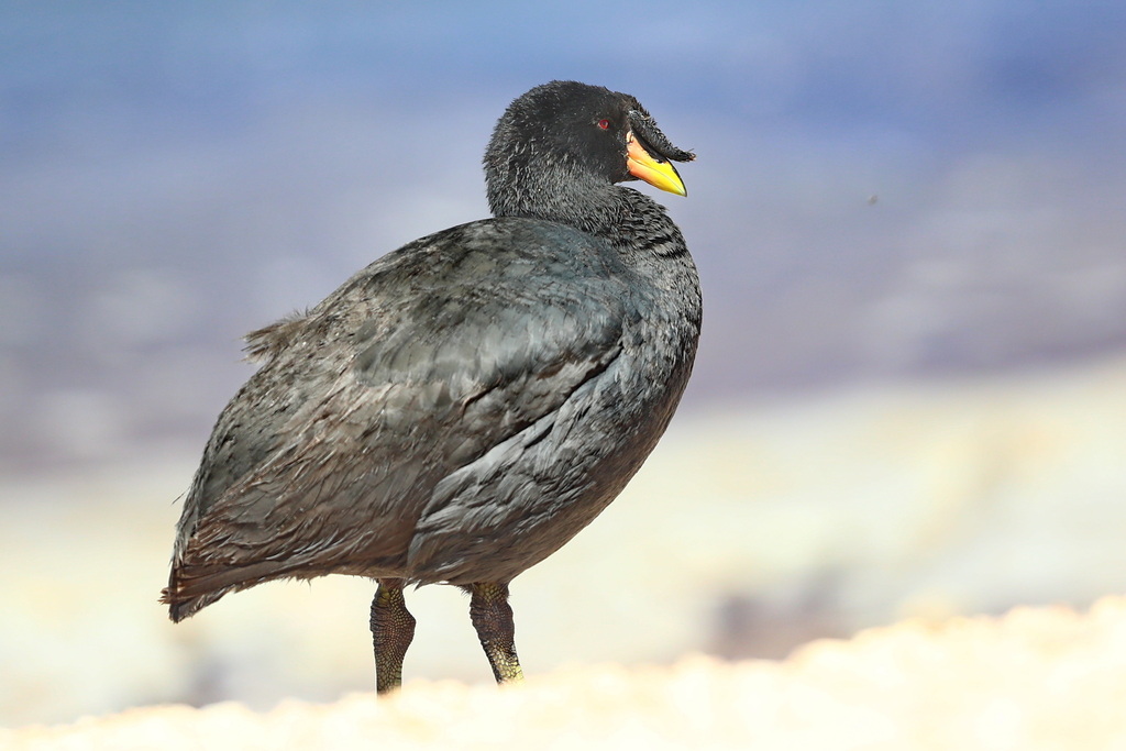 Horned Coot (Fulica cornuta) photo