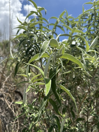 Buddleia