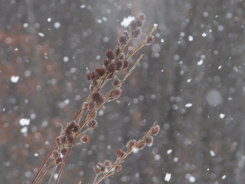 Foto de Lespedeza capitata