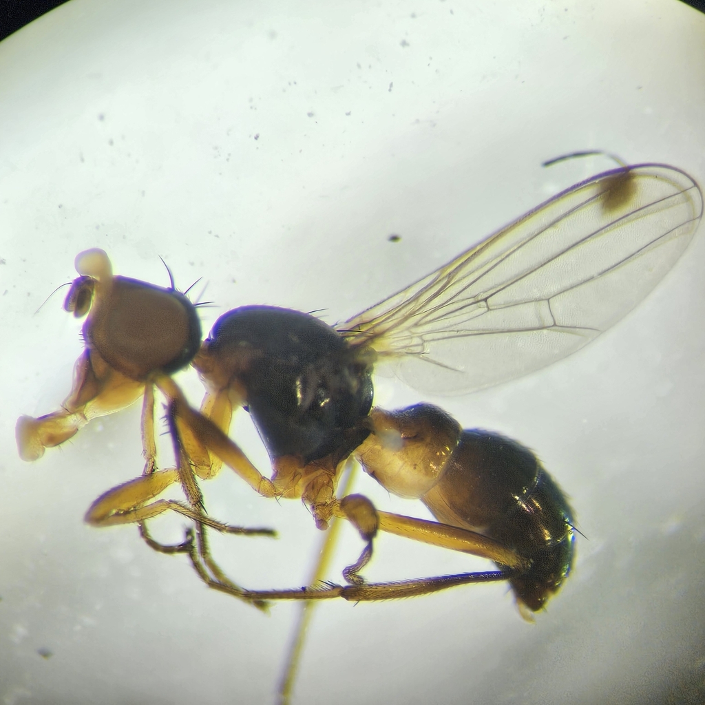 Sepsis luteipes