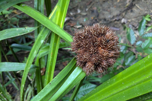 Mapania macrocephala observed 2024-07-19