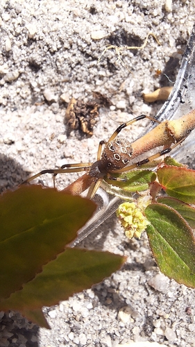Brown Widow