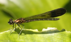 Heliocypha bisignata