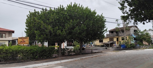 Foto de Mangue-de-botão