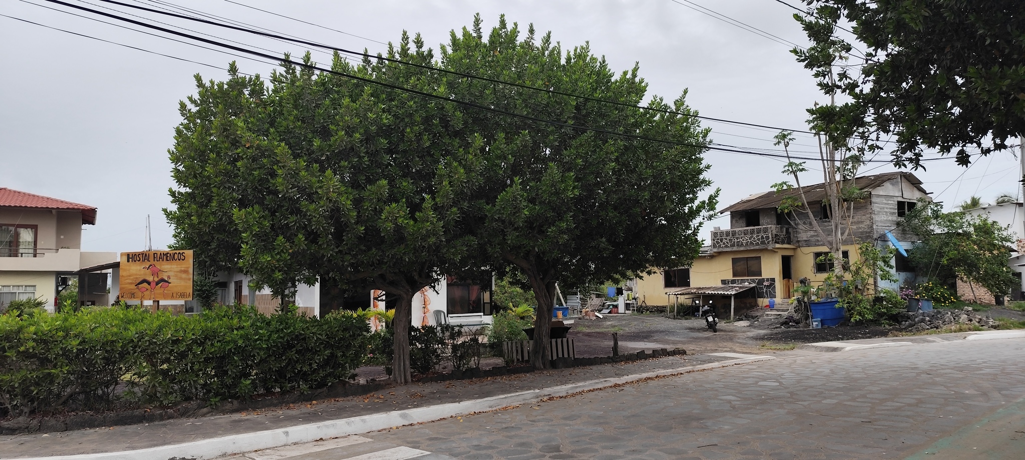 Imagem de Mangue-de-botão