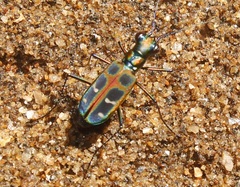 Cosmodela barmanica