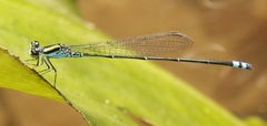 Pseudagrion indicum