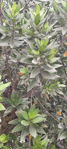 Foto de Mangue-de-botão